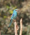 /album/photogallery/abassynian-roller-tendaba-jpg/